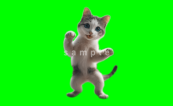 猫ミーム無料動画素材